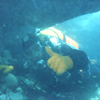 Seadart Diver Bob entering overhang underwater.