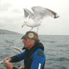 Seagull sitting on divers head.