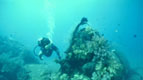 Diver over seabed
